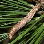 Pinus caribaea Corteza