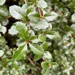 Berberis darwinii Feuille