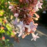 Vesalea grandifoliaFlower