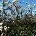 Magnolia denudata Žiedas