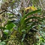 Angraecum striatum List