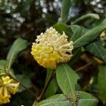 Edgeworthia gardneri Flower
