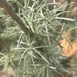 Parolinia intermedia পাতা