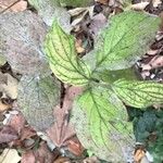 Cornus rugosa Blatt