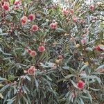 Eucalyptus leucoxylon Fiore
