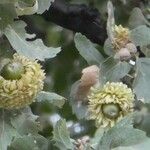 Quercus ithaburensis Fruit