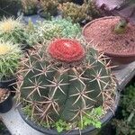 Melocactus matanzanus Květ