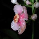 Clusia croatii Fruit