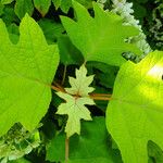 Hydrangea quercifolia Leaf