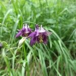 Aquilegia alpinaKvet