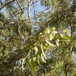 Eucalyptus tereticornis 葉