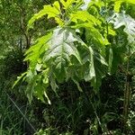 Solanum wrightii Blüte