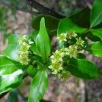 Cloezia floribunda Λουλούδι