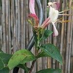 Lonicera caprifolium ᱥᱟᱠᱟᱢ