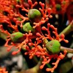 Jatropha podagrica Плод