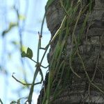 Peperomia glabella Bark