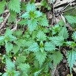 Urtica rupestris Leaf