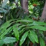 Saraca indica 葉