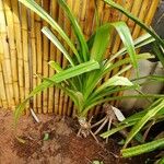 Pandanus tectorius Alkat (teljes növény)