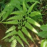 Leptochilus ellipticus Folha