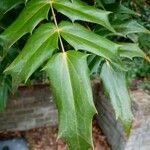 Berberis japonica Leaf