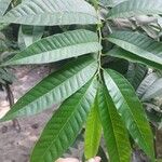 Annona reticulata Hoja