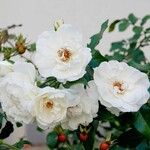 Rosa abietina Агульны выгляд