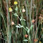 Trifolium patens Habitus