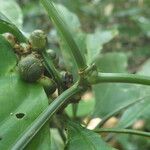 Chassalia vanderystii Fruto