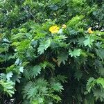 Plectrocarpa arborea Flower