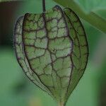 Physalis pubescens Frutto