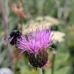 Cirsium heterophyllum Flower