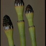 Equisetum laevigatum অভ্যাস