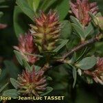 Salix caesia Fruit