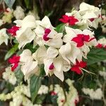 Clerodendrum thomsoniae Flower