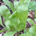 Calendula officinalisDeilen