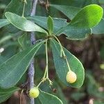 Gymnosporia senegalensis Blad