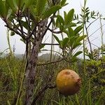Montrouziera sphaeroidea Fruit