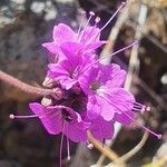 Commicarpus pedunculosus Flor