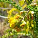 Adesmia boronioides Flor