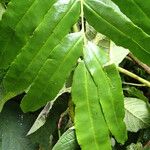Coniogramme africana Leaf