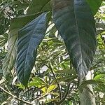 Swietenia macrophylla Leaf