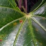 Dioscorea urophylla Лист