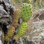 Opuntia fragilis Leaf