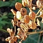 Chaerophyllum bulbosum Ovoce