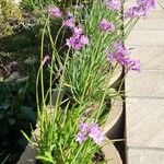 Tulbaghia violaceaFlower