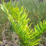 Acrostichum danaeifolium List