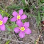 Sabatia campestris Flower