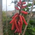 Erythrina humeana Fulla