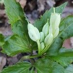 Cardamine enneaphyllos 花